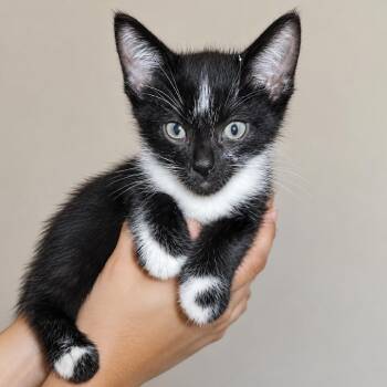 Kobe -  Domestic Short Hair Cat for Adoption in Tucson, Arizona - Kobe | PetCurious