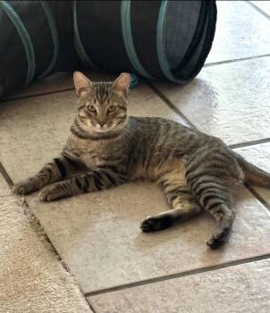 Duke -  Domestic Short Hair Cat for Adoption in Bonita Springs, Florida - Duke | PetCurious