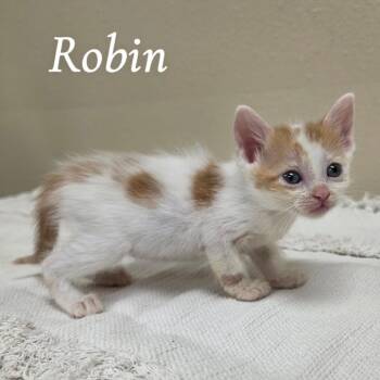 Robin -  Domestic Short Hair Cat for Adoption in Corpus Christi, Texas - Robin | PetCurious