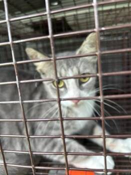 A657157 -  Domestic Short Hair Cat for Adoption in Houston, Texas - A657157 | PetCurious