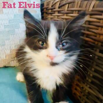Fat Elvis -  Domestic Medium Hair Cat for Adoption in Edwardsville, Illinois - Fat Elvis | PetCurious