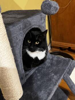 Domestic Short Hair Cats Available for Adoption - Salazar | PetCurious