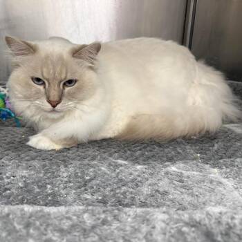 Ragdoll Cats Available for Adoption - Taz | PetCurious