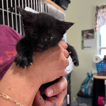 Domestic Short Hair Cats Available for Adoption in San Antonio, Texas - Shadow | PetCurious