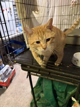Domestic Short Hair Cats Available for Adoption in Jersey City, New Jersey - Reid | PetCurious