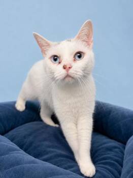 Domestic Short Hair Cats Available for Adoption in Bowling Green, Kentucky - Pinky | PetCurious