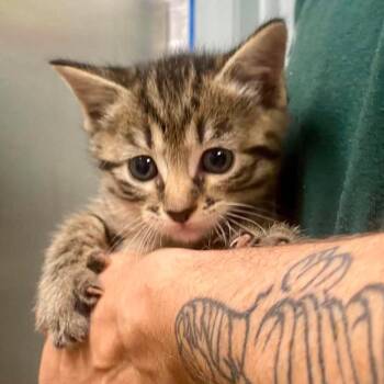 Layla -  Domestic Medium Hair Cat for Adoption in Huntsville, Arkansas - Layla | PetCurious