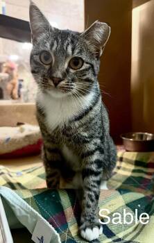 Sable -  Domestic Short Hair Cat for Adoption in Reno, Nevada - Sable | PetCurious