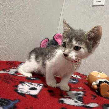 Silver -  Domestic Short Hair Cat for Adoption in Tampa, Florida - Silver | PetCurious
