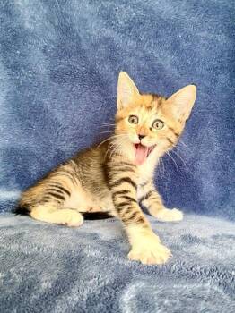 Camellia 26 -  American Shorthair and Domestic Short Hair Cat for Adoption in Nashville, Tennessee - Camellia 26 | PetCurious