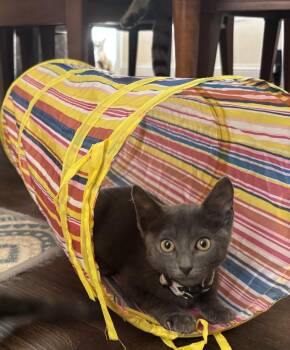 Domestic Short Hair Cats Available for Adoption - Slate | PetCurious