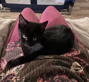 Rescue Domestic Long Hair and Domestic Medium Hair Cats for Adoption in Moses Lake, Washington - SG - Roman | PetCurious