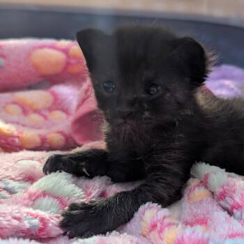 Bellatrix -  Domestic Short Hair Cat for Adoption in Titusville, Florida - Bellatrix | PetCurious