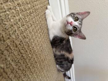 Rescue Domestic Short Hair Cats for Adoption in Los Angeles, California - Lois Lane | PetCurious