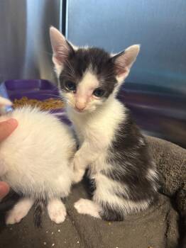 Louie -  Domestic Short Hair Cat for Adoption in Metter, Georgia - Louie | PetCurious