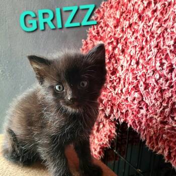Domestic Medium Hair Cats Available for Adoption in Layton, Utah - Grizz | PetCurious