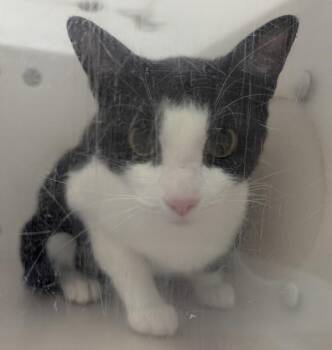 Beth -  Domestic Short Hair Cat for Adoption in Winnipeg, Manitoba - Beth | PetCurious