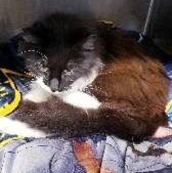 Domestic Long Hair Cats Available for Adoption in Seymour, Indiana - MALACHI | PetCurious