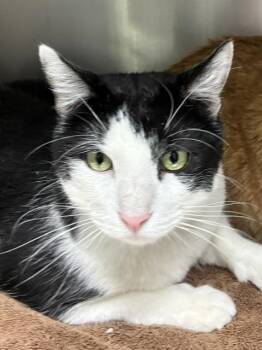 Obbitty - Bonded Pair -  Tuxedo Cat Available for Adoption in Los Angeles, California - Obbitty - Bonded Pair | PetCurious