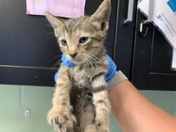 BEA -  Domestic Short Hair Cat for Adoption in Grand Prairie, Texas - BEA | PetCurious
