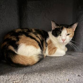 Enola -  Domestic Short Hair Cat for Adoption in Hamburg, New York - Enola | PetCurious