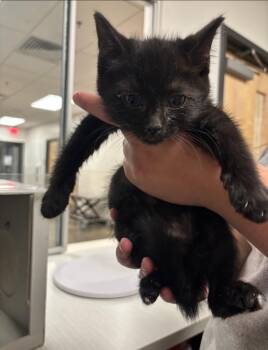 Rescue Domestic Short Hair Cats for Adoption in Greenfield, Indiana - Tequilla | PetCurious