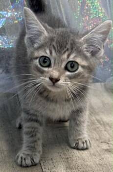 Adonis -  Domestic Short Hair Cat for Adoption in Shreveport, Louisiana - Adonis | PetCurious