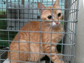 Domestic Short Hair Cats Available for Adoption in Houston, Texas - MELISSA | PetCurious