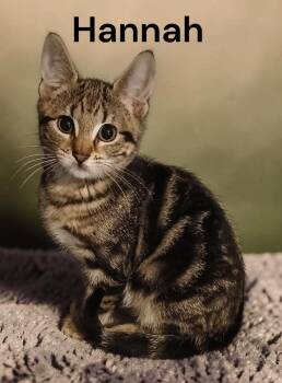 Hannah -  Tabby Cat Available for Adoption in Weems, Virginia - Hannah | PetCurious