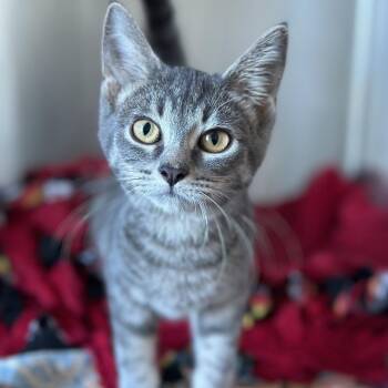 Silver -  Domestic Short Hair Cat for Adoption in Matteson, Illinois - Silver | PetCurious
