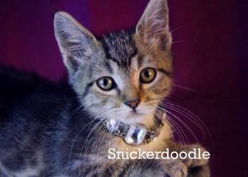 Rescue Tabby Cats for Adoption in York, Nebraska - Snicker Doodle | PetCurious