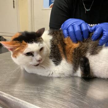 Rescue Domestic Short Hair Cats for Adoption in Monroe, Louisiana - Precious | PetCurious