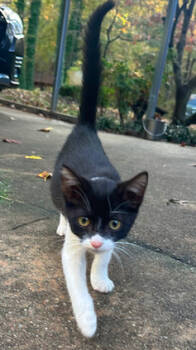 Rescue Domestic Medium Hair Cats for Adoption in Decatur, Georgia - Kitten | PetCurious