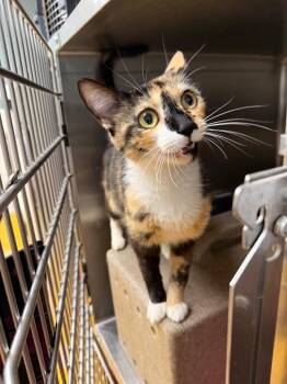 Turtle -  Domestic Medium Hair Cat for Adoption in Danielsville, Georgia - Turtle | PetCurious
