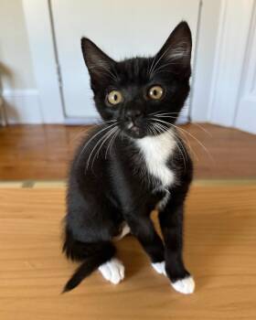 Marigold (Bonded with Lantana) -  Domestic Short Hair Cat for Adoption in San Francisco, California - Marigold (Bonded With Lantana) | PetCurious