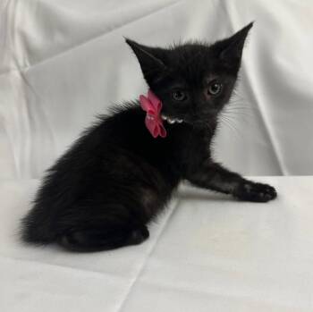 Domestic Short Hair Cats Available for Adoption in Margate, Florida - PHELIPA | PetCurious