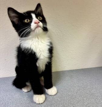 Puddles -  Domestic Short Hair Cat for Adoption in Pocatello, Idaho - Puddles | PetCurious