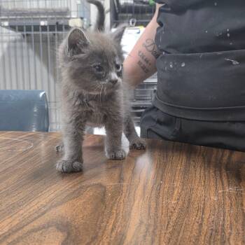 Creeper -  Domestic Medium Hair Cat Available for Adoption in Clanton, Alabama - Creeper | PetCurious