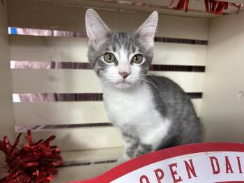 Domestic Short Hair Cats Available for Adoption - Ferris | PetCurious