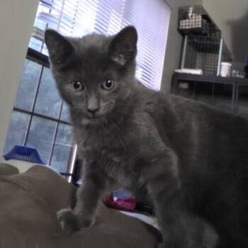 Domestic Short Hair Cats Available for Adoption in Canal Winchester, Ohio - Cabernet | PetCurious
