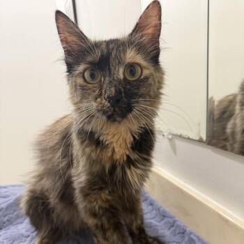 Ember -  Domestic Medium Hair Cat for Adoption in Sunnyvale, California - Ember | PetCurious