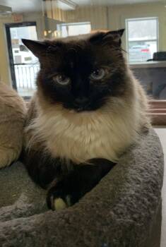 Siamese and Domestic Medium Hair Cats Available for Adoption - Sassy | PetCurious
