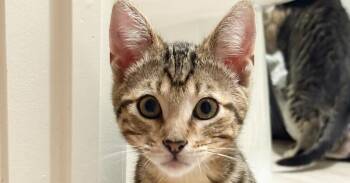 Tabby Cats Available for Adoption - Zesty | PetCurious