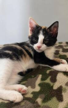 Persephere -  Domestic Short Hair Cat for Adoption in Columbia, Tennessee - Persephere | PetCurious