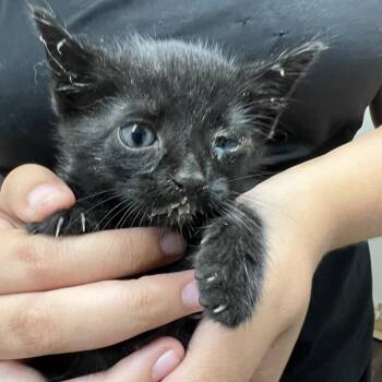 Rosalinea -  Domestic Short Hair Cat for Adoption in St. Louis, Missouri - Rosalinea | PetCurious