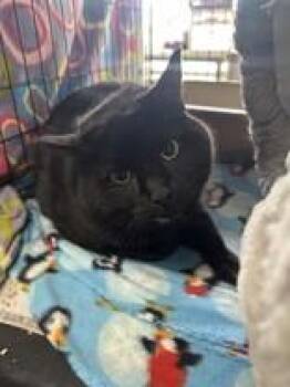 Randall -  Domestic Short Hair Cat for Adoption in Manitowoc, Wisconsin - Randall | PetCurious