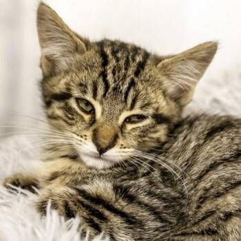 Bain -  Domestic Short Hair Cat for Adoption in Camano, Washington - Bain | PetCurious