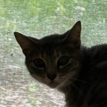 Domestic Short Hair Cats Available for Adoption in Leander, Texas - Sabrina | PetCurious