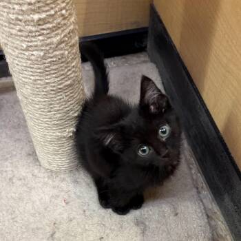 Emmy -  Domestic Short Hair Cat for Adoption in Albuquerque, New Mexico - Emmy | PetCurious