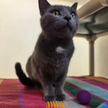Blueberry -  Domestic Short Hair Cat for Adoption in Harrisonburg, Virginia - Blueberry | PetCurious